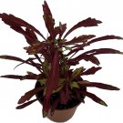 Solenostemons Urchins Red Coleus Sea Bold Easy To Grow House Live Plant 2.5" Pot