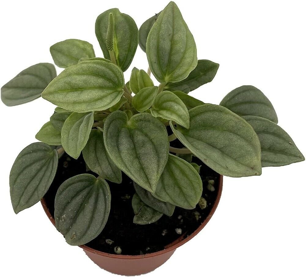 Peperomia Nights Napolis Red Undersides Very Easy Grow House Live Plant 2.5" Pot