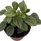 Peperomia Nights Napolis Red Undersides Very Easy Grow House Live Plant 2.5" Pot