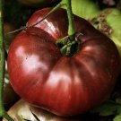 Tomato Purple Heirloom Cherokees Great Taste & Yields Garden Live Plant 2.5" Pot