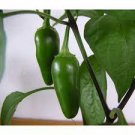 Pepper Jalapeno Thick Walled Fooled Mild Great Flavor Garden Live Plant 2.5" Pot
