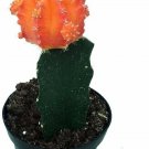 Grafted Cactus Oranges Moons Very Easy Grow Indoors & Outdoors Live Plant 3" Pot