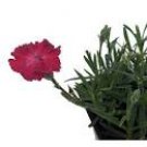 Dianthus Violet Rock Cottage Pinks Hardy Groundcovers Garden Live Plant 2.5" Pot