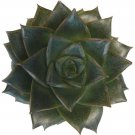 Purpureum Rose Echeveria Purple Desert Easy To Grow In Or Out Succulent 2.5" Po