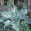 Artichoke Cardoon Cynaras Thistles Tender Cardunculus Garden Live Plant 2.5" Pot