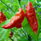 Pepper Jolokia Bhuts Naga Morichs Hottest Chile Ghost Garden Live Plant 2.5" Pot
