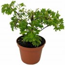 Polyscias Japanese Ming Aralia Live Tree Plant Indoor 2.5" Pot Houseplant