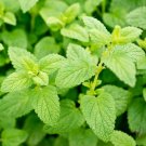 Melissa Officinalis Lemon Balm Perennial Indoor Outdoor Live Plant 2.5" Pot