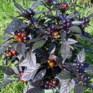 Hot Pepper Plant Black Pearl Ornamental Edible 2.5" Pot Hottest Pearl Pepper