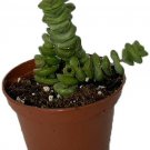 Crassula Marnieriana Necklace Jade Minor Excellent Indoor Live Plant 2.5" Pot