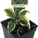 Hosta Smallest World's Perennial Outdoor And Fairy Garden Live Plant 2.5" Pot