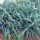 Carex Blue Bunny Laxiculmis Sedges Hobbs Native Grass Garden Live Plant 2.5" Pot