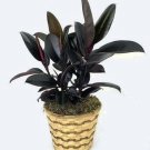 Rubber Tree India Burgundy Home Live Plant Ficus An Old Favorite 2.5" Pot