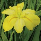 Bowen Series Fallen Louisiana Iris Heroes Hardy Jeff Garden Live Plant 2.5" Pot