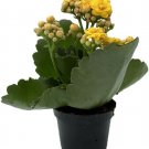 Kalanchoe Calandiva Yellow Double Blooms Indoor And Outdoor Live Plant 2.5" Pot