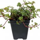 Pilea Glauca Angel Trailing Blue Garden Terrarium Home Fairy Live Plant 2.5" Pot