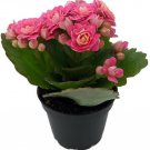 Kalanchoes Calandivas Double Pink Blooms Indoors Or Outdoors Live Plant 2.5" Pot