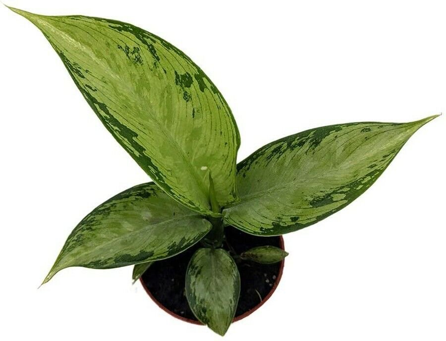 Dieffenbachia Exotic Snow Thrive Under Normal Conditions In Live Plant 2.5" Pot