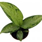 Dieffenbachia Exotic Snow Thrive Under Normal Conditions In Live Plant 2.5" Pot