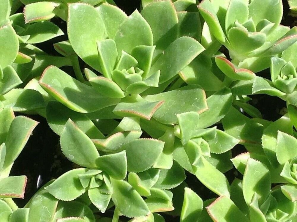 Aeonium Kiwi Verde Succulent Tree Live Plant Haworthii Hybrid Succulent 2.5" Pot