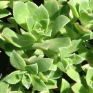Aeonium Kiwi Verde Succulent Tree Live Plant Haworthii Hybrid Succulent 2.5" Pot