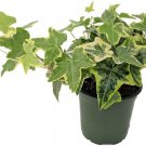 Hedera helix English Ivy Gold Child Hardy Groundcover Houseplant 4" Pot Indoor