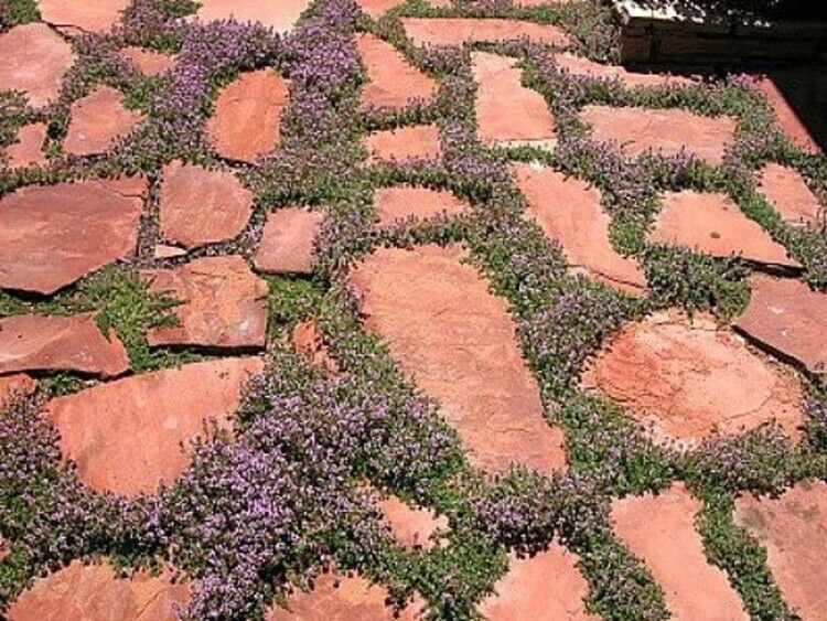 Chintz Thyme Pretty Pink Flowers Hardy Live Outdoor Plant 3" Pot