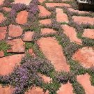 Chintz Thyme Pretty Pink Flowers Hardy Live Outdoor Plant 3" Pot