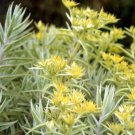 Needle Sedum Lineare Variegatum Creme & Green Fairy In & Out Live Plant 2.5" Pot