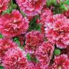 Alceas Hollyhock Perennial Relatively Shorts Spikes Garden Live Plant Quart Pot