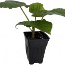 Umbellata Fig Ficus Cousin Of The Fiddleleaf Stunning Indoor Live Tree 2.5" Pot