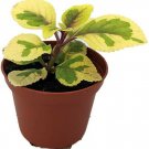 Plectranthus Ciliatus Lemon & Lime Swedish Ivy Indoor Live Plant 2.5" Pot