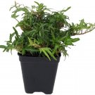 Tiny Ivy Leaves Finger English Feen Terrarium Fairy Garden House Plant 2.5" Pot