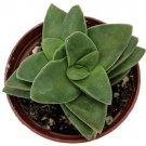 Crassula Rupestris Springtime Pagoda Easy To Grow Garden Live Plant 2.5" Pot
