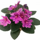 Terrariums Fairy Gardens Miniature African Violet 1 Live Plant - 2" Pot