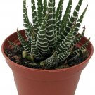 Haworthia Fasciata Zebra Live Plant - Easy to Grow/Hard to Kill Succulent 2"Pot