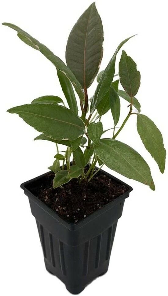 Ficus Tineke Rubber Tree Live Plant 2.5" Pot India Rubber Indoor Outdoor