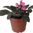 African Novelty Violet Best Blooming Home Plant Live 4" Pot