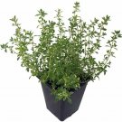 Thymus Citriodora Bright Gold Lemon Edged Leaves Indoors & Out Live Plant 4" Pot