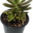 Graptosedum Sunshine Darley Succulent Green Leaves Garden Live Plant 2.5" Pot