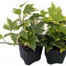 English Ivy Gold Child Hardy Groundcover Houseplant Sun Shade 2 Pack 3" Pots