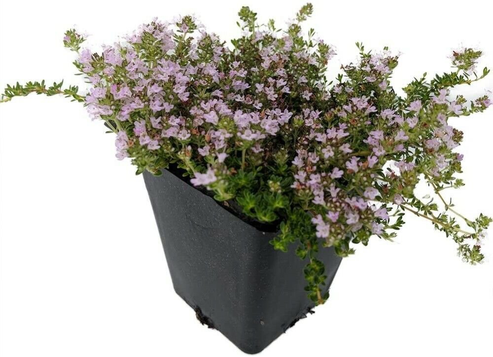 Thymus Minus Elfin Thyme Live Plant World's Smallest Thyme Live Plant 3" Pot