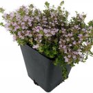 Thymus Minus Elfin Thyme Live Plant World's Smallest Thyme Live Plant 3" Pot