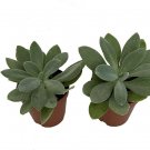 Senecio Glorys Mountains Succulent Paddles Shaped Leaves House Live Plant 2" Pot