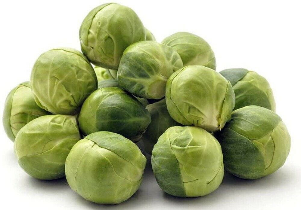 Brussels Sprouts Deep Green Cross Jade Easy To Grow Outdoors Live Plant 2.5" Pot