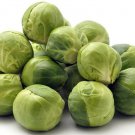 Brussels Sprouts Deep Green Cross Jade Easy To Grow Outdoors Live Plant 2.5" Pot
