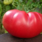 Tomato Lifter Mortgage Shaped Antioxidant Large Fruit Garden Live Plant 2.5" Pot