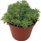 Groundcovers Ball Sedums Perennial Hardy Outdoors Or Indoors Live Plant 2.5" Pot