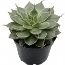 Graptoverias Silver Rares Succulent Star Easy Indoor & Outdoor Live Plant 2" Pot