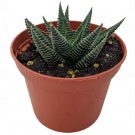 Limifolia Washboard Fairies Haworthia Collector's Series Indoor Plant 2.5" Pot